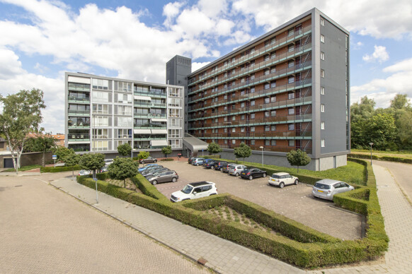 Windhond 31